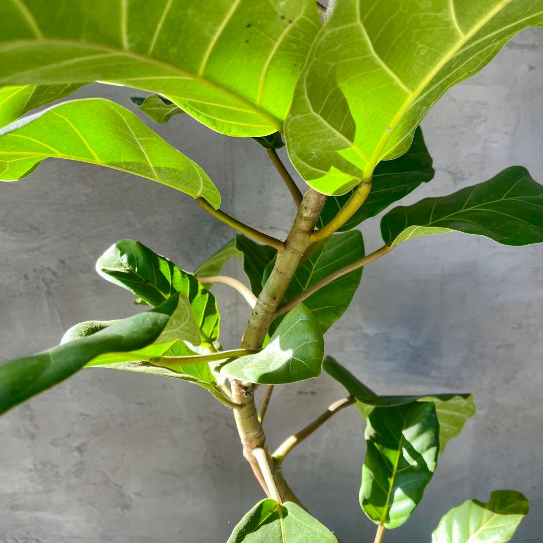 希少　特大　フィカス　アフリカンプリンス　曲がり仕立て　陶器鉢　植え込み発送