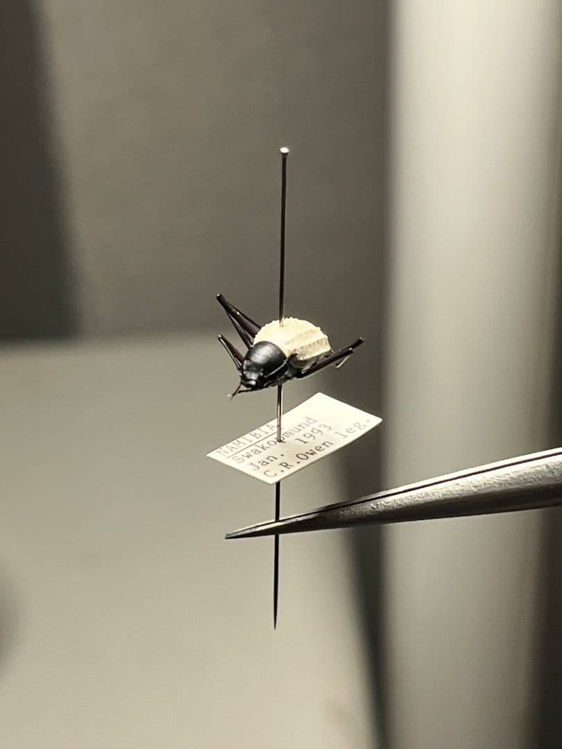 【純白】マッシロキリアツメ キリアツメ 昆虫標本 ゴミムシダマシ コブハムシ