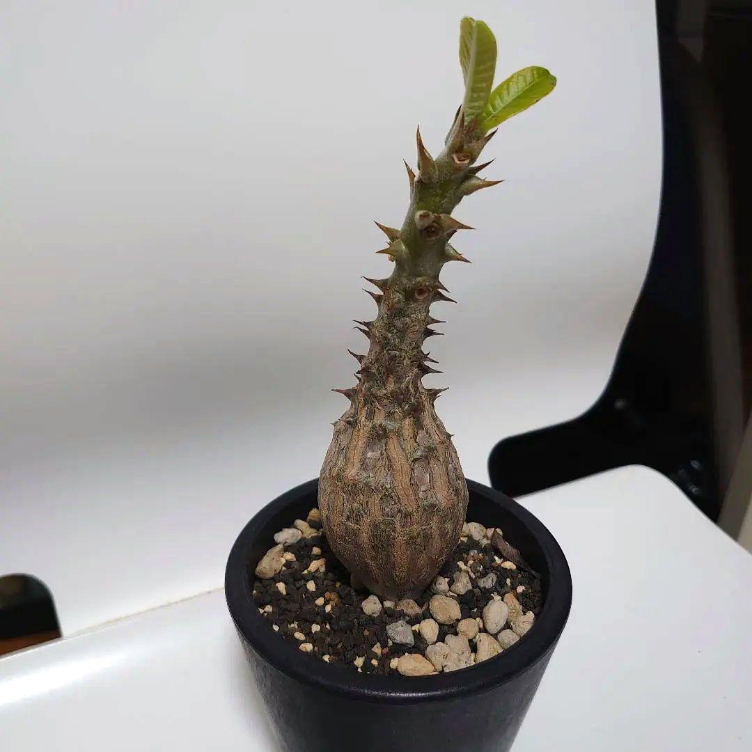 【希少種！】パキポディウム　ウィンゾリー　国内実生株　7年目　壺型