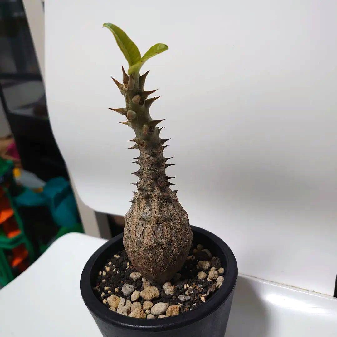 【希少種！】パキポディウム　ウィンゾリー　国内実生株　7年目　壺型
