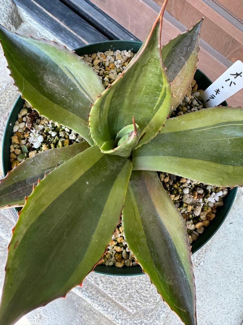 アガベ Agave ovatifolia 'Killer' 211