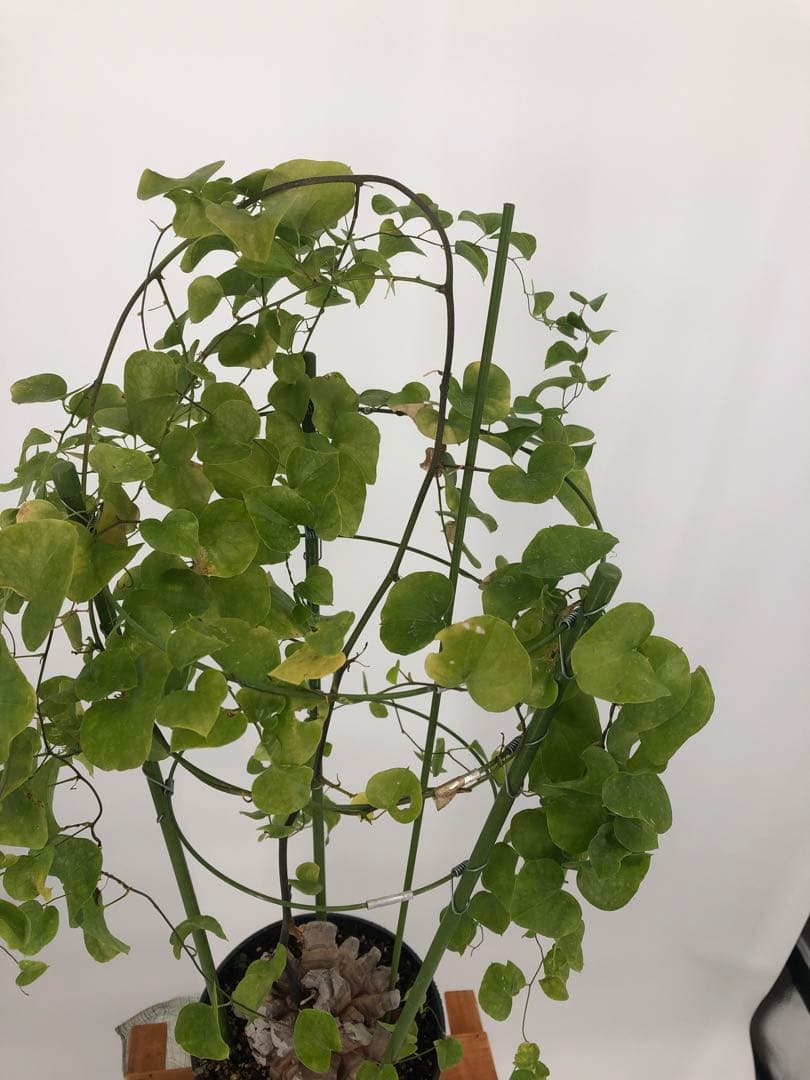 アフリカ亀甲竜　塊根植物