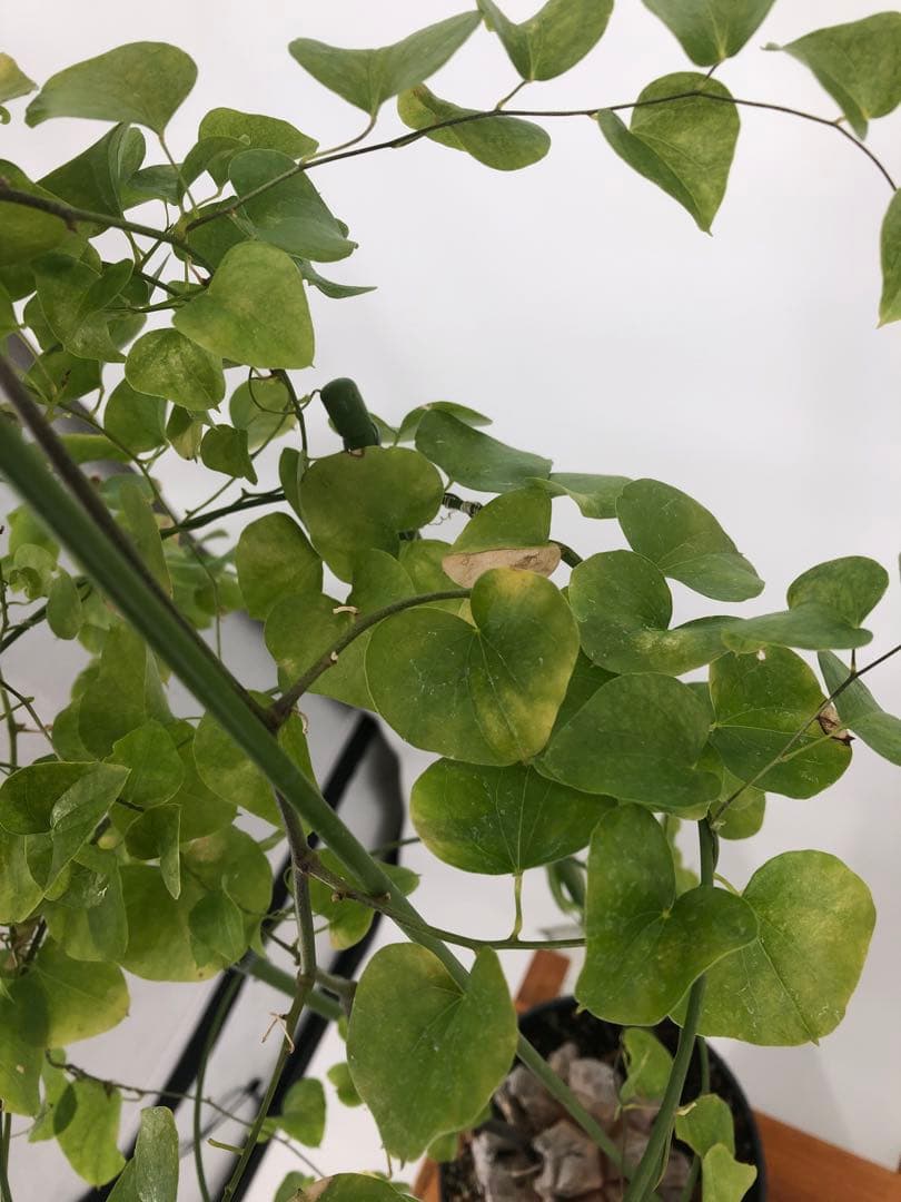 アフリカ亀甲竜　塊根植物