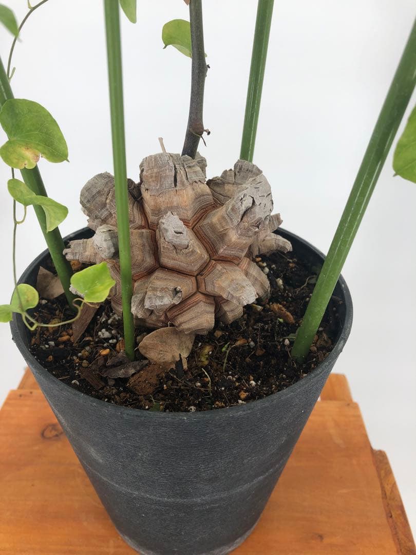 アフリカ亀甲竜　塊根植物