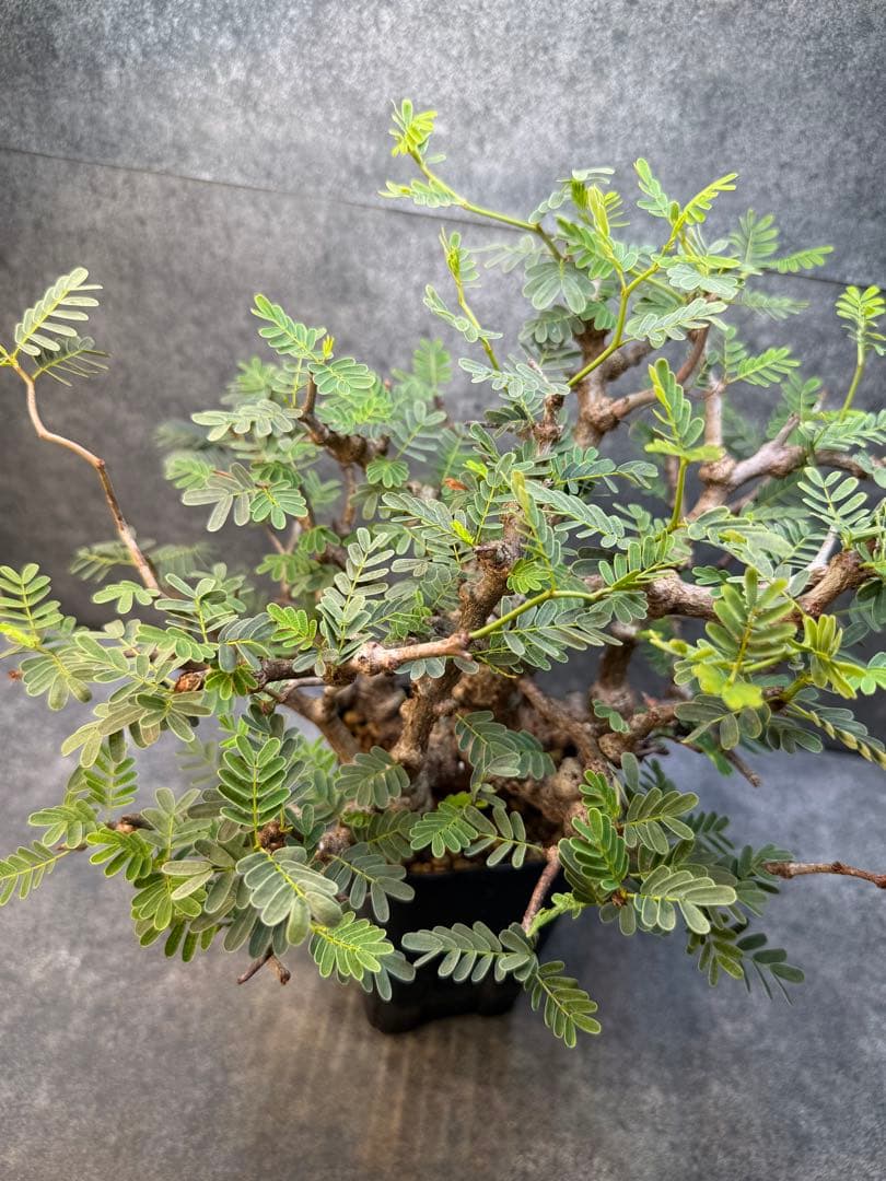 センナ　メリディオナリス　海外実生　発根済み　424