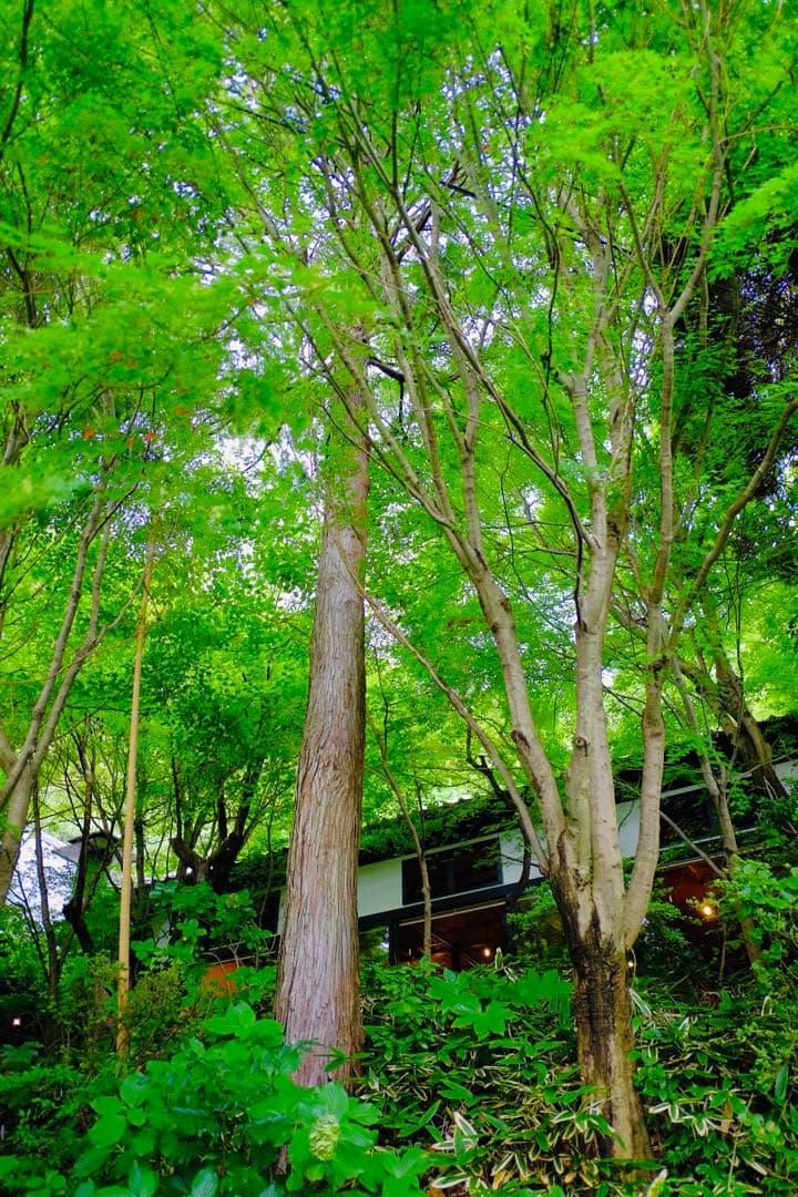 FUJIFILM フジフイルム XF18mmF2 R