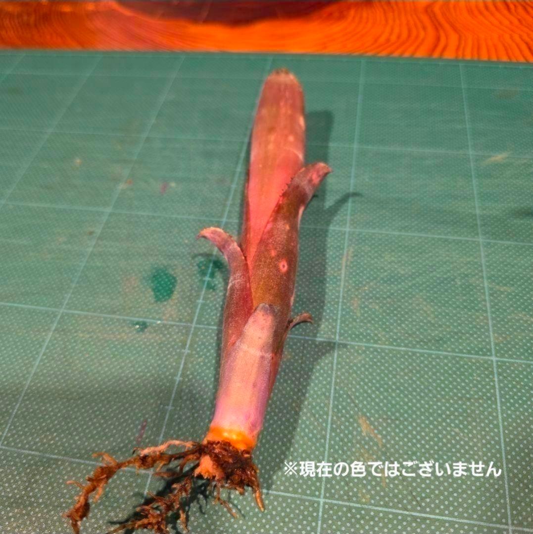 【ビルベルギア ディッピンドッツ】孫株出そうな突起付き♪発根済♪タンクブロメリア