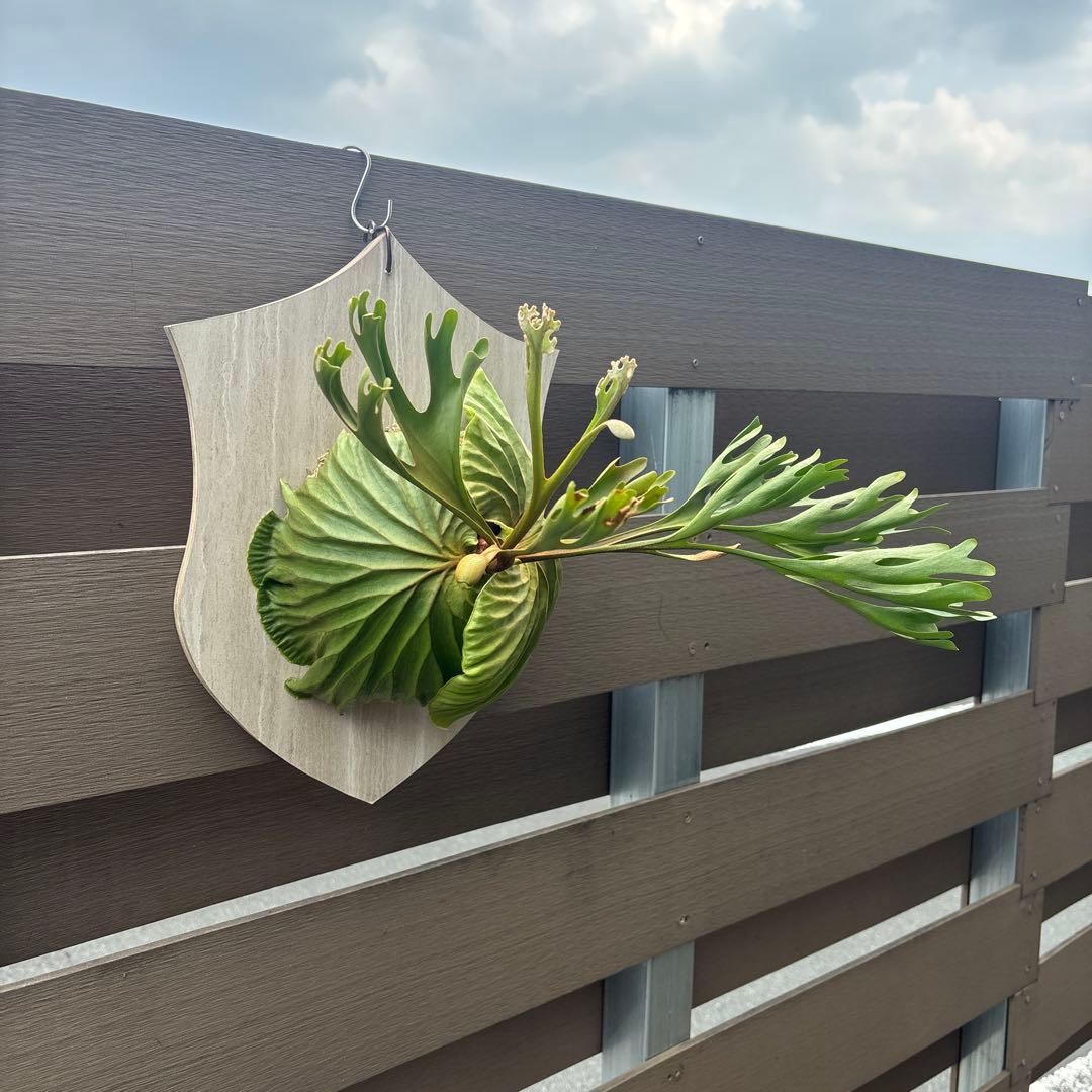 く*様 ビカクシダ　リドレイ　ワイルド　大きめサイズ　コウモリラン