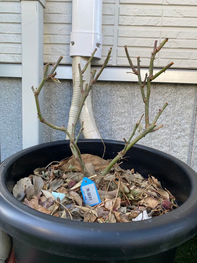 レア　海外品種　花苗　バラ　入手困難　綺麗花　Juli…ta