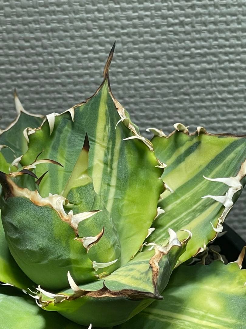 Agave titanota チタノタ トリカラー 親株 希少株　価格交渉可
