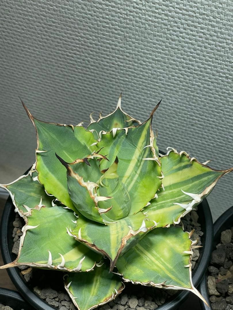 Agave titanota チタノタ トリカラー 親株 希少株　価格交渉可
