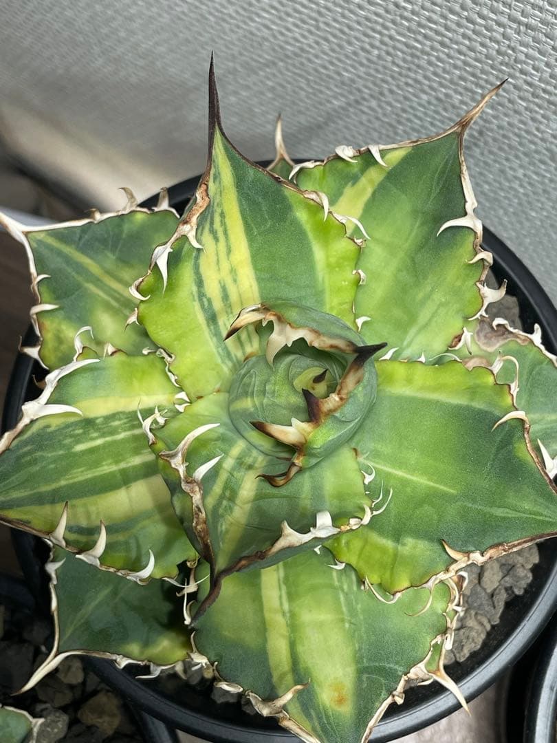 Agave titanota チタノタ トリカラー 親株 希少株　価格交渉可