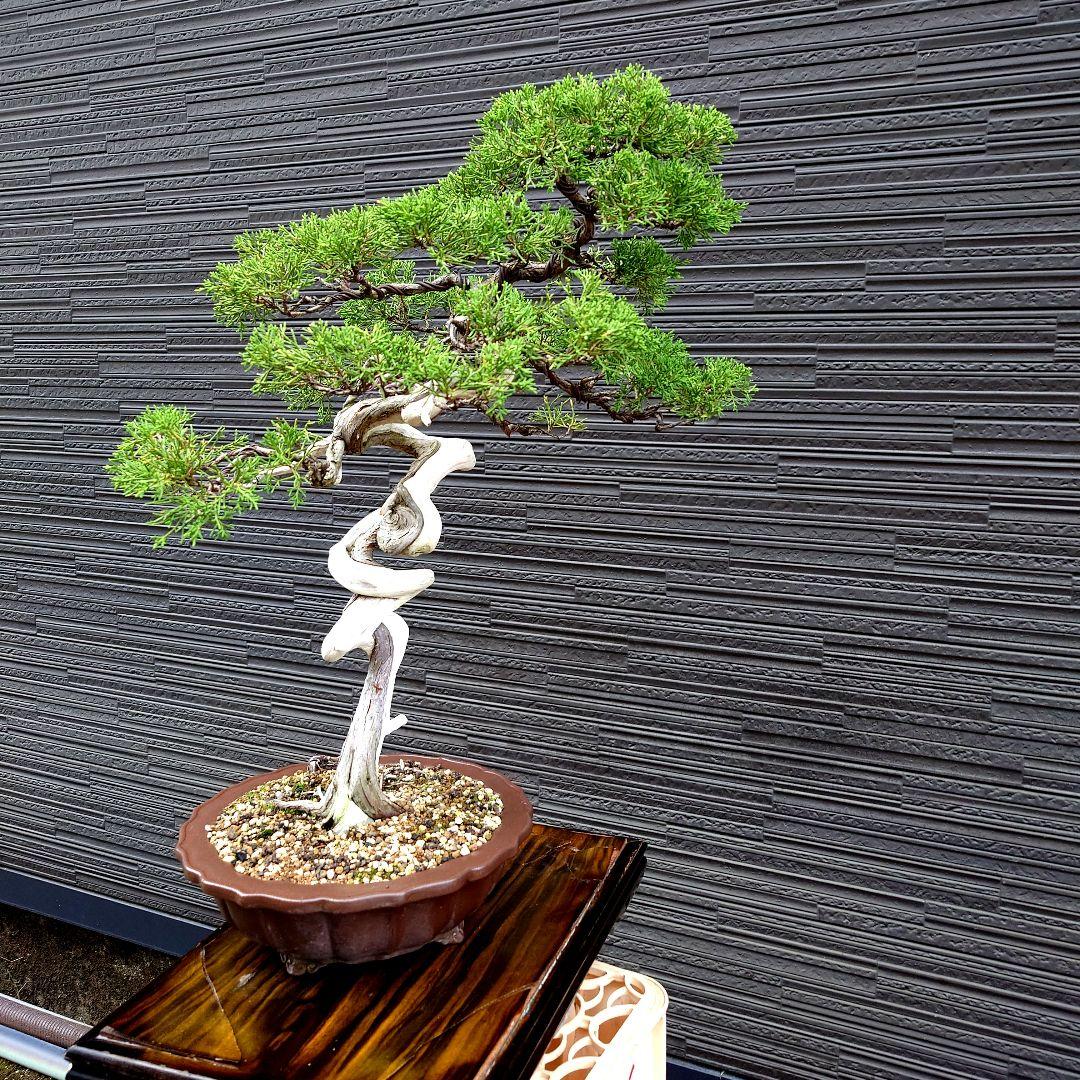 真柏　糸魚川明星山採取　　山木