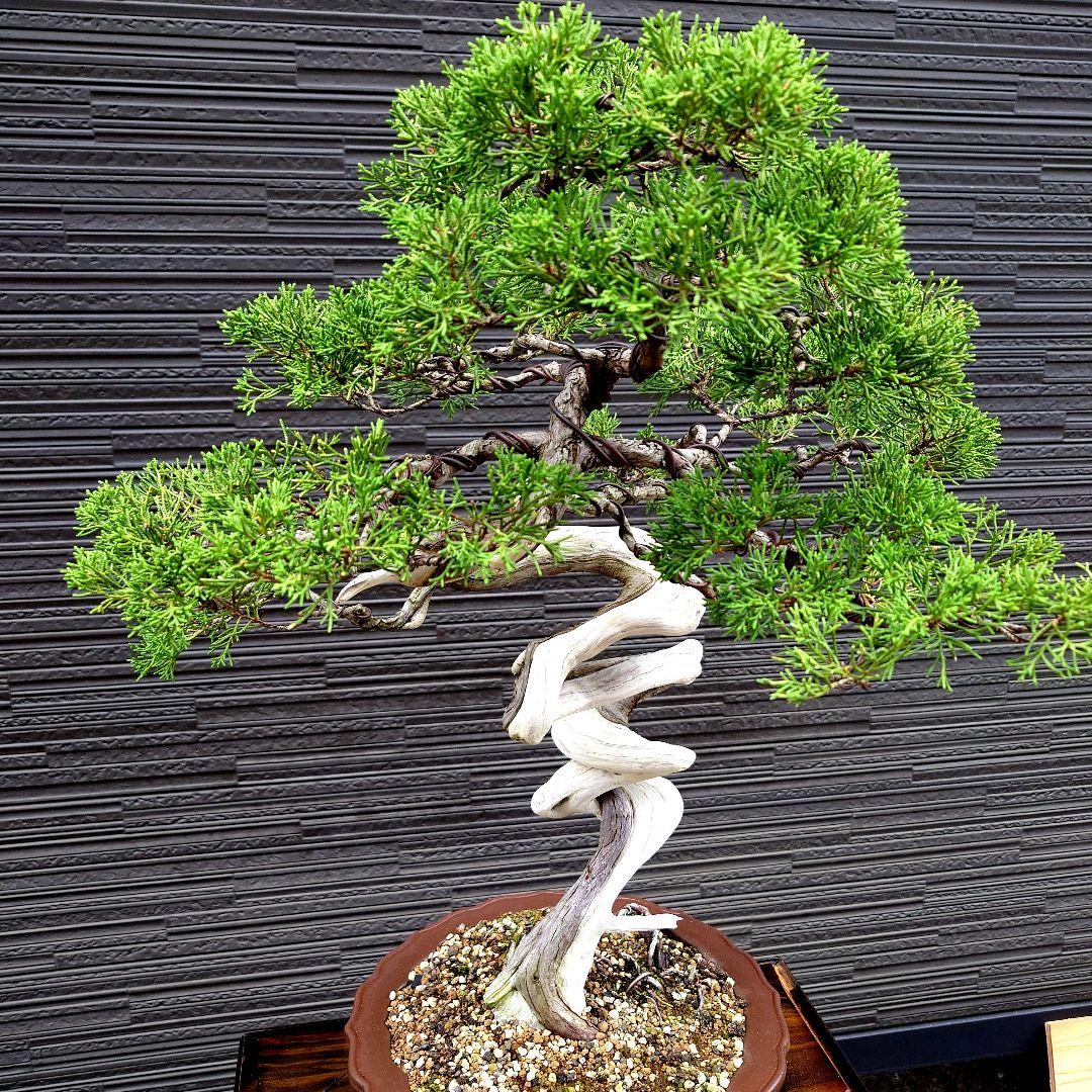 真柏　糸魚川明星山採取　　山木