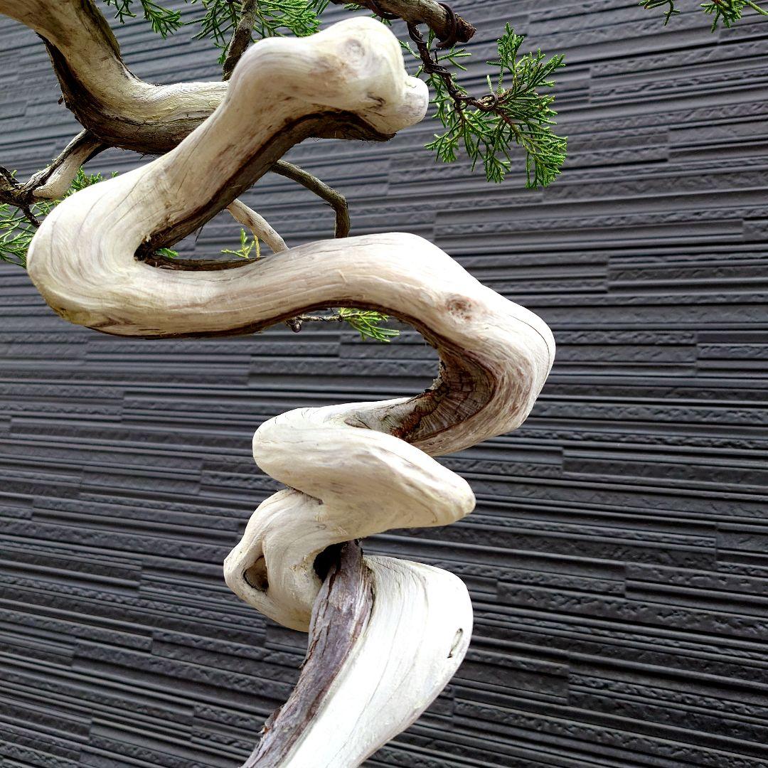 真柏　糸魚川明星山採取　　山木