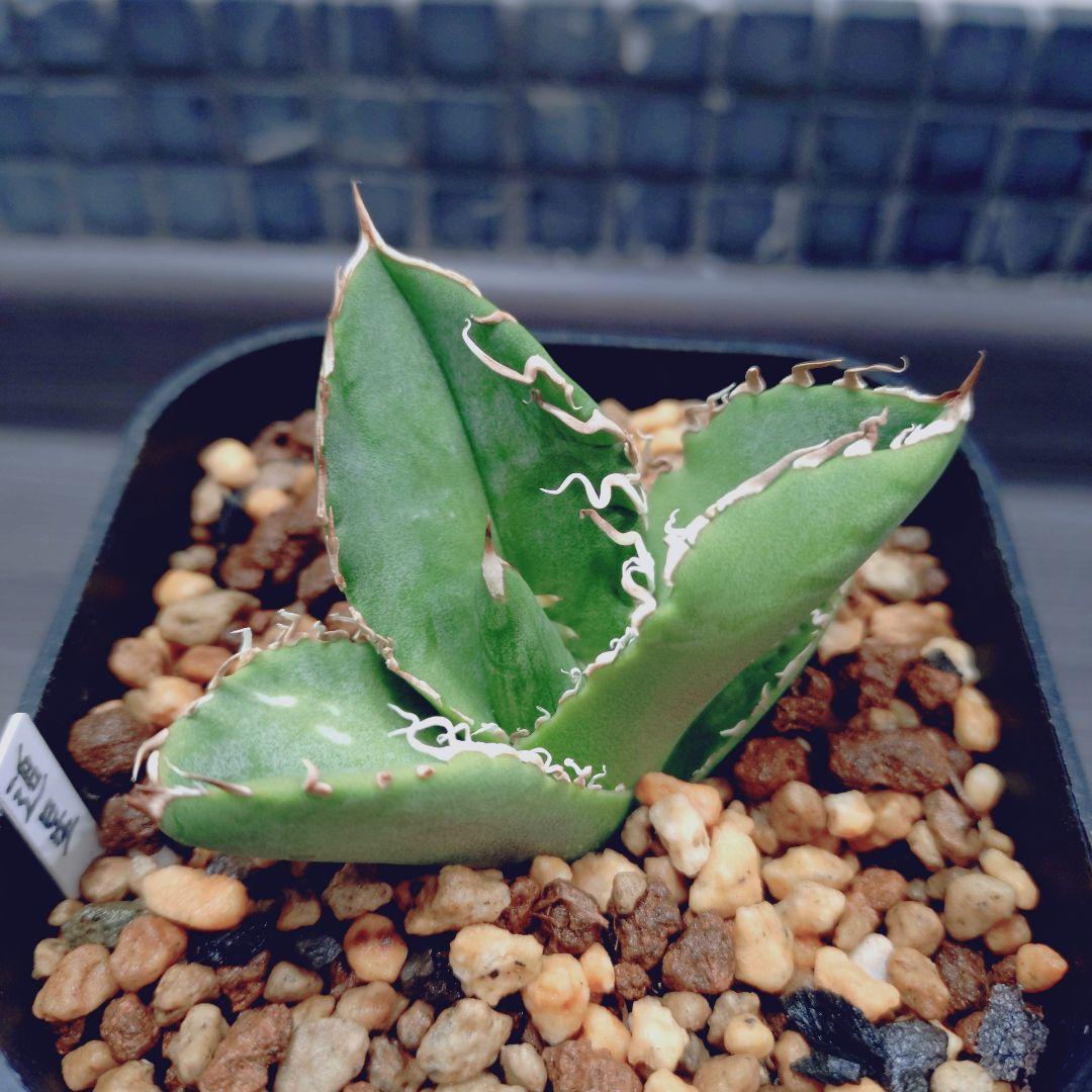 アガベ チタノタ 追星 Lize産 子株