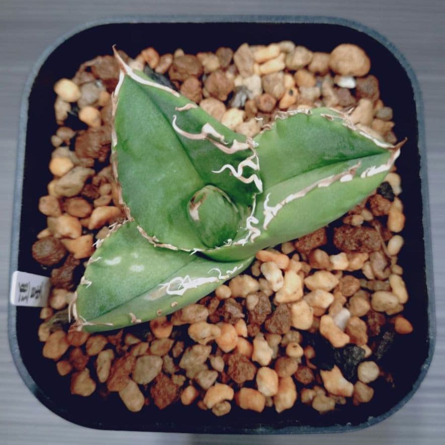 アガベ チタノタ 追星 Lize産 子株