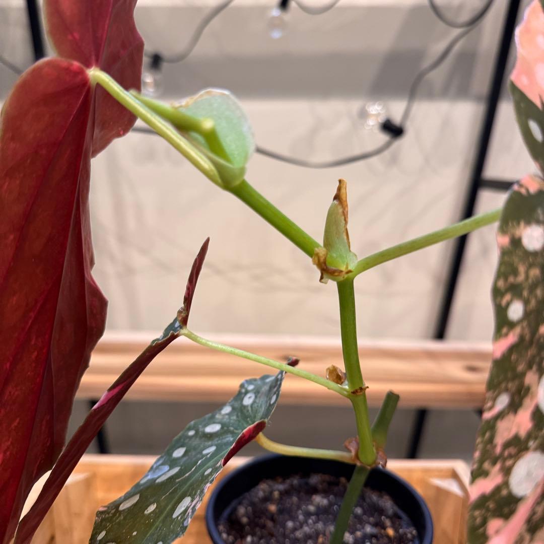 S*H様 14 ベゴニア　マクラータ　斑入り　カット可能