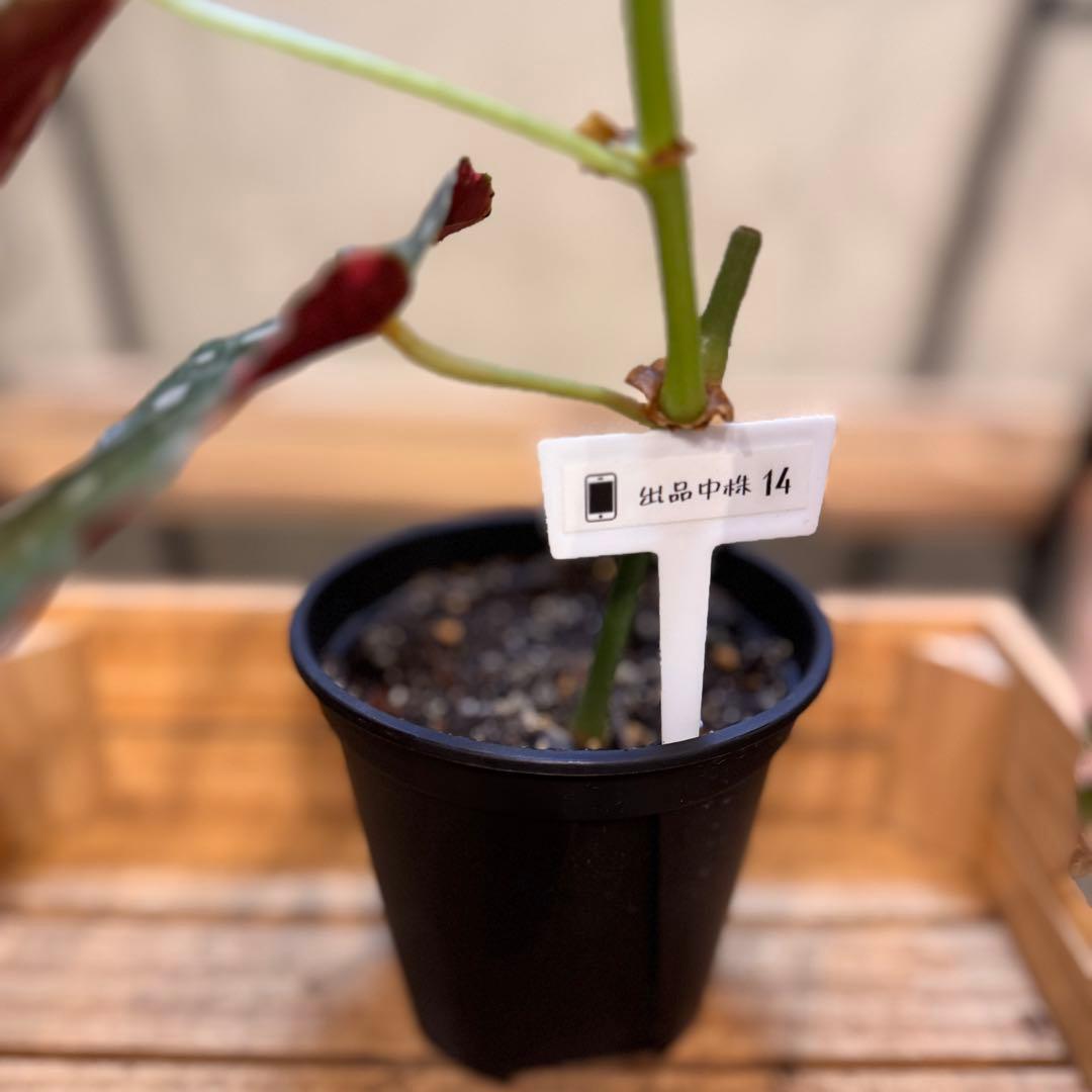 S*H様 14 ベゴニア　マクラータ　斑入り　カット可能