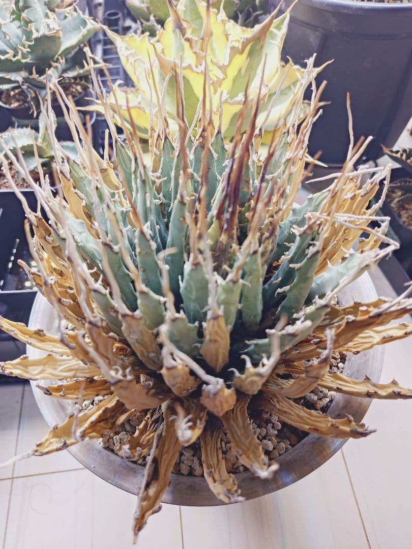 最終値下げ!発根済!25センチ超特大!陽炎エボリスピナ