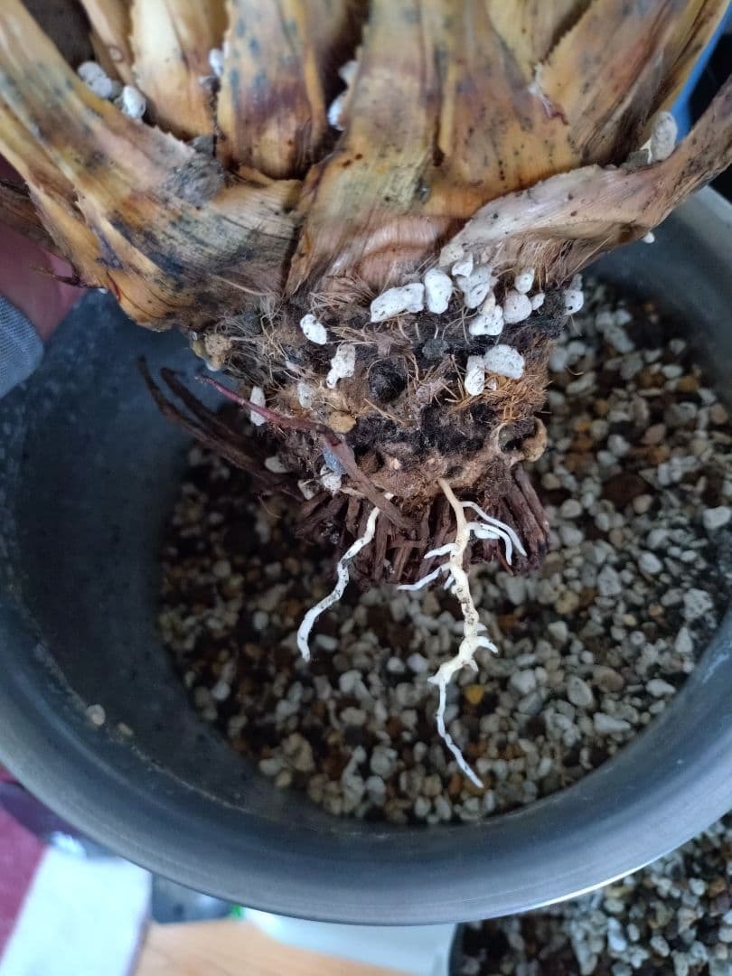 最終値下げ!発根済!25センチ超特大!陽炎エボリスピナ