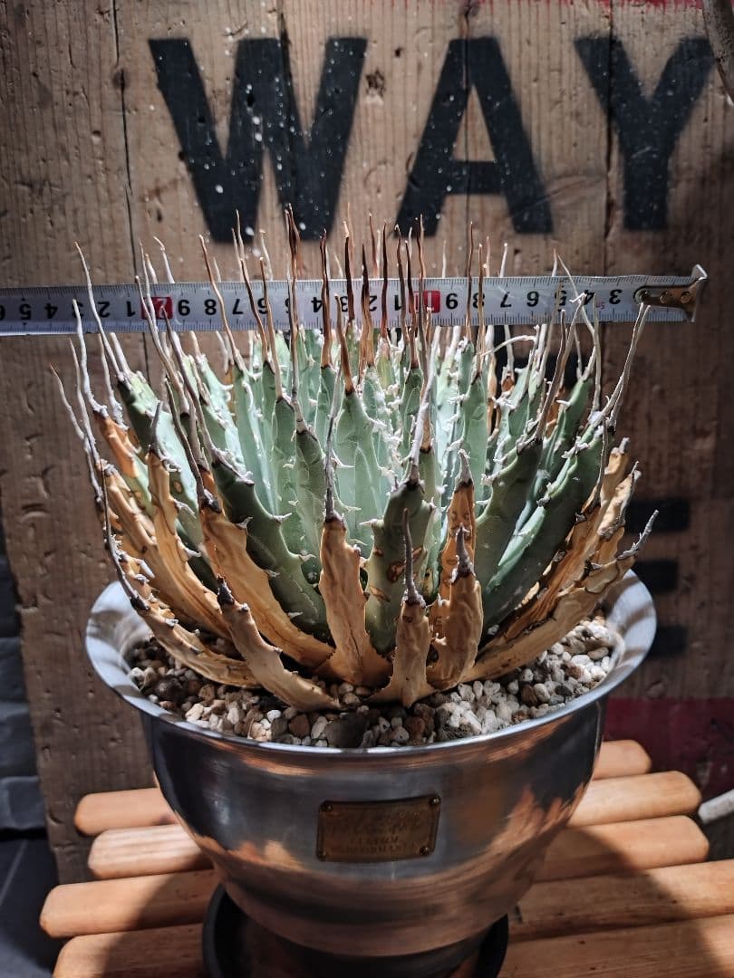 最終値下げ!発根済!25センチ超特大!陽炎エボリスピナ