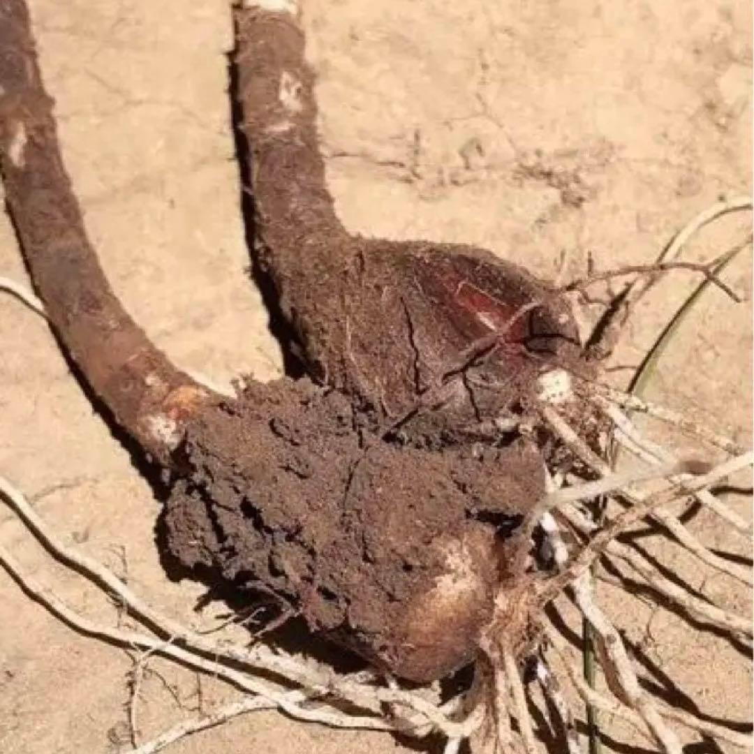 2個 キツネノカミソリ 球根 2個 オレンジ色の花 可愛らしい 小さめの花