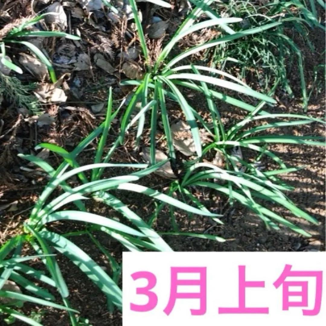 2個 キツネノカミソリ 球根 2個 オレンジ色の花 可愛らしい 小さめの花