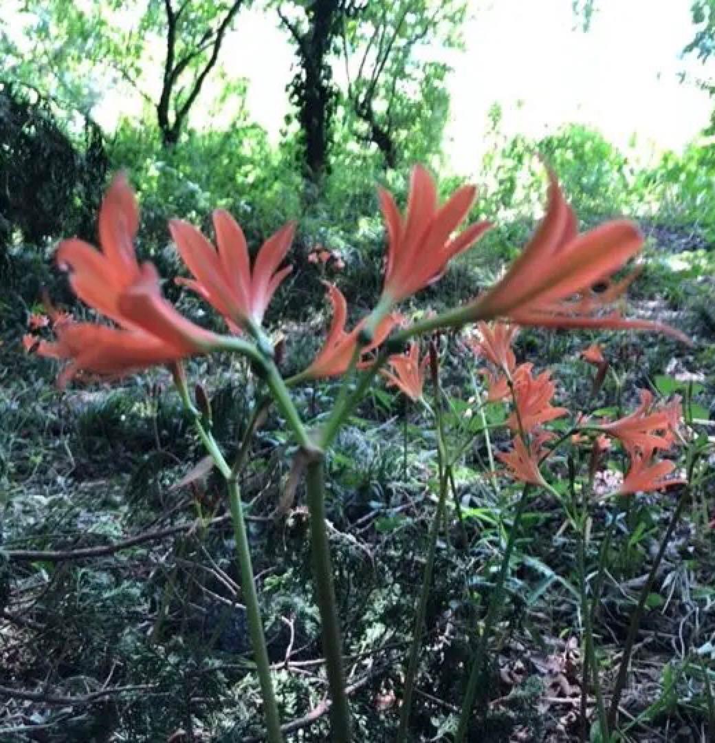 2個 キツネノカミソリ 球根 2個 オレンジ色の花 可愛らしい 小さめの花