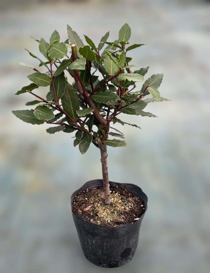 香り月桂樹（ローレル）