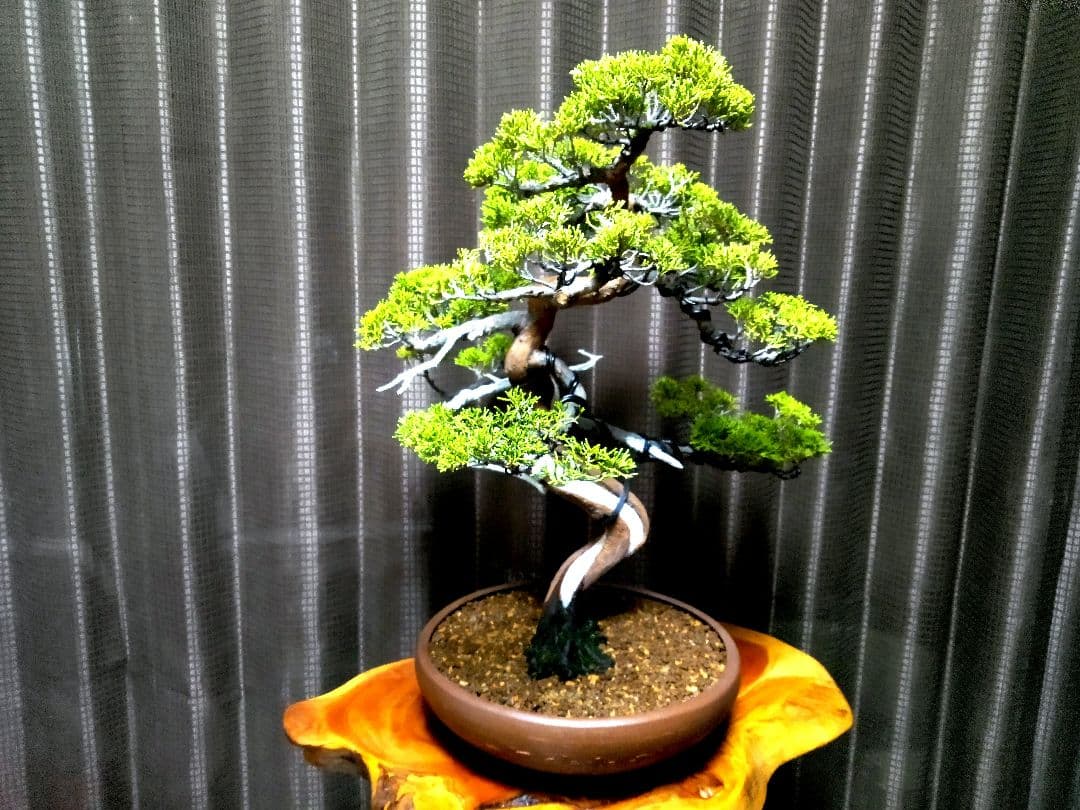 【中品　糸魚川真柏盆栽】　　　⭕幹曲抜群…新春セール❗ ★期間限定価格★