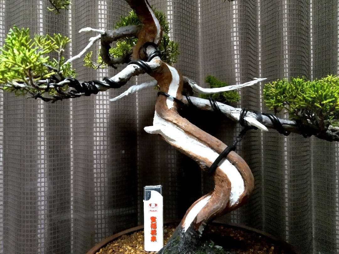 【中品　糸魚川真柏盆栽】　　　⭕幹曲抜群…新春セール❗ ★期間限定価格★