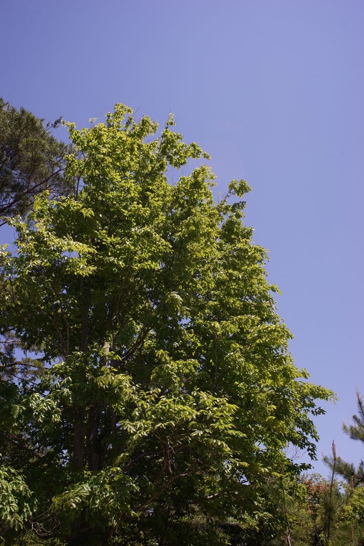 作例付き　Konica HEXANON 28mm F3.5 管mpr