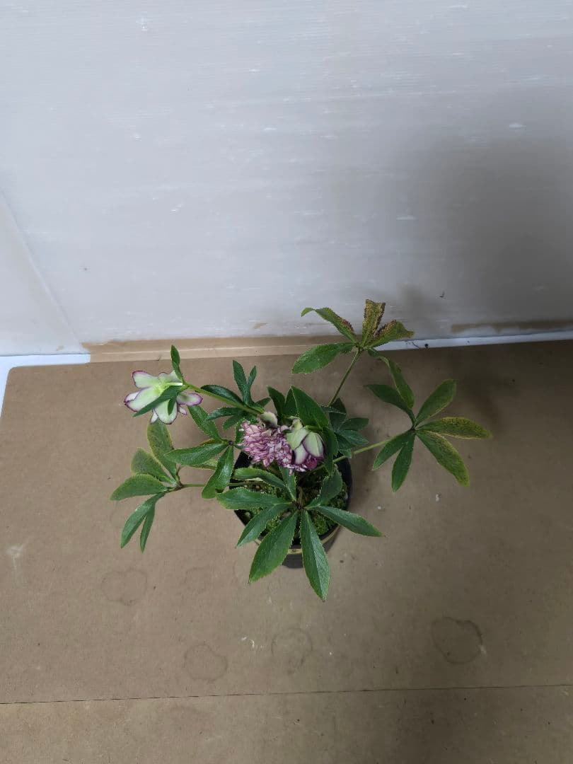 ☆クリスマスローズ☆多弁　変わり咲き☆4.5号鉢☆