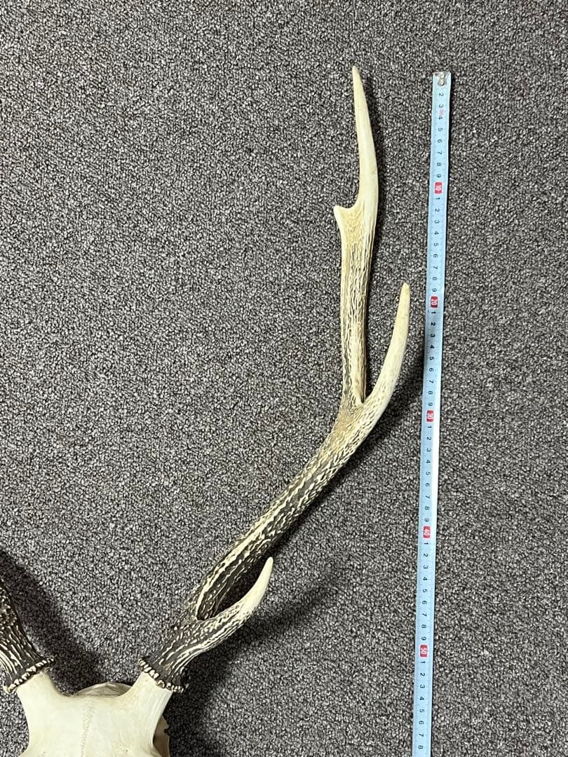ニホンジカ 鹿の角 頭蓋骨 インテリア ハンティングトロフィー