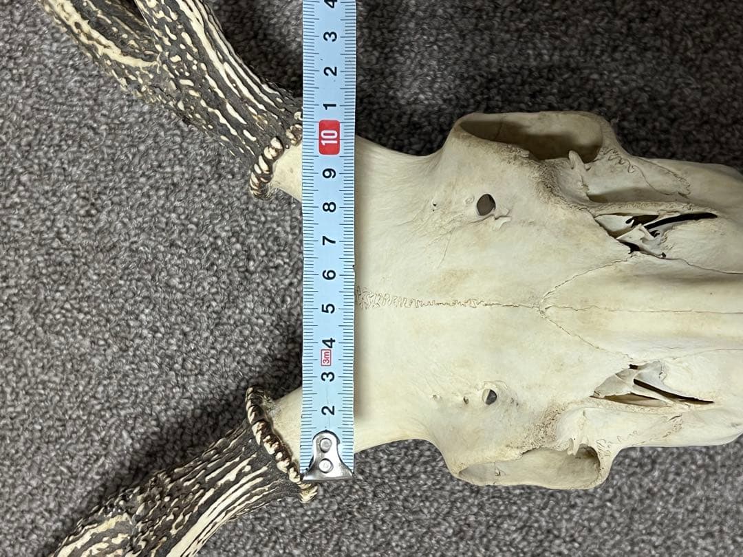 ニホンジカ 鹿の角 頭蓋骨 インテリア ハンティングトロフィー