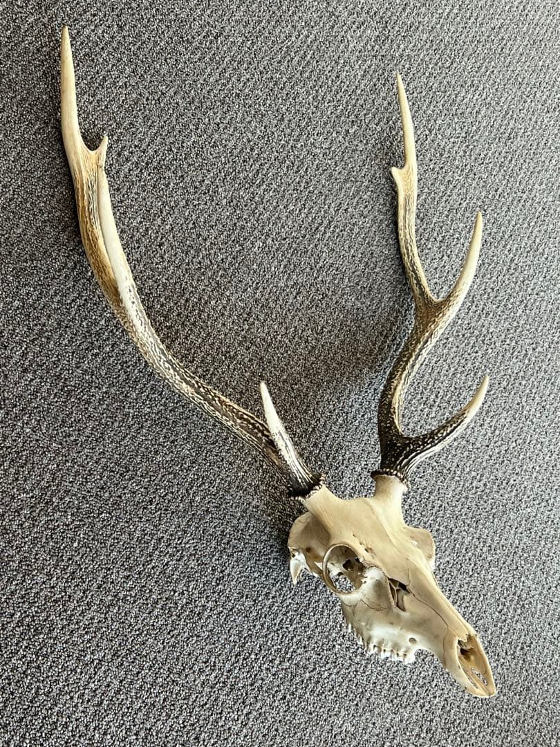 ニホンジカ 鹿の角 頭蓋骨 インテリア ハンティングトロフィー