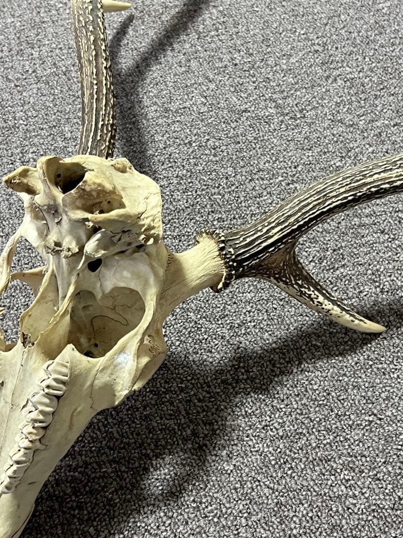 ニホンジカ 鹿の角 頭蓋骨 インテリア ハンティングトロフィー