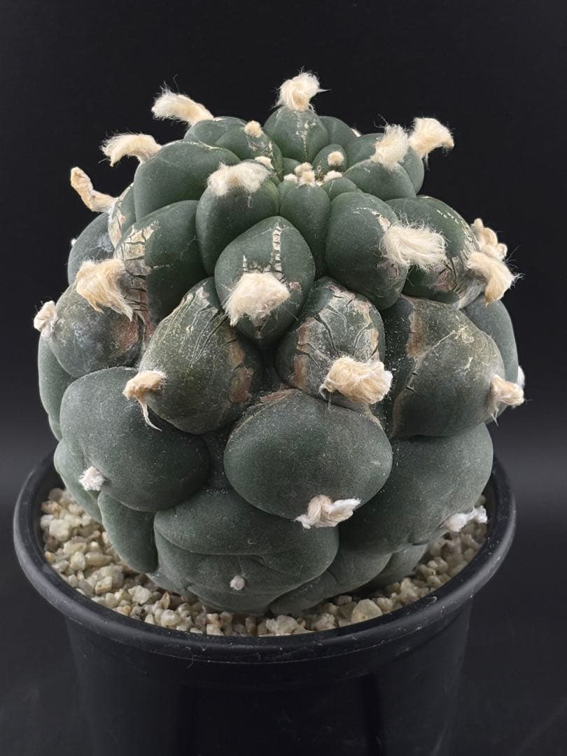 大疣鳥羽玉　ロフォフォラ　実生