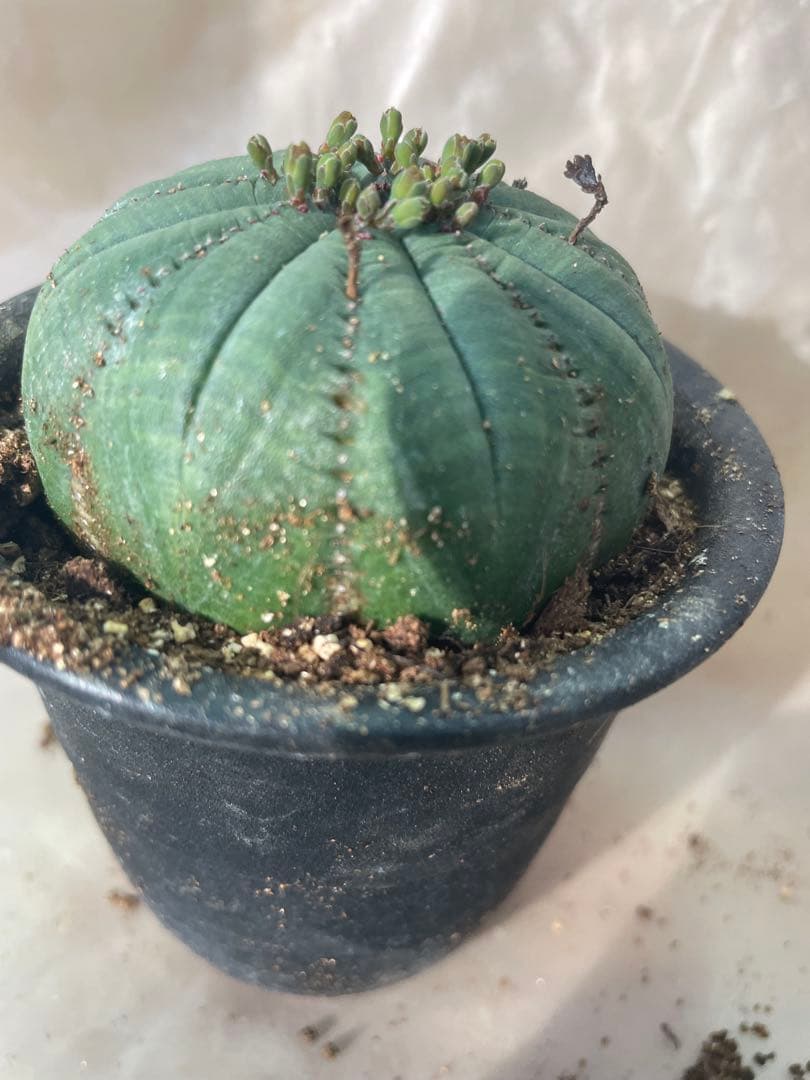 扁平シンメトリカ約6cm