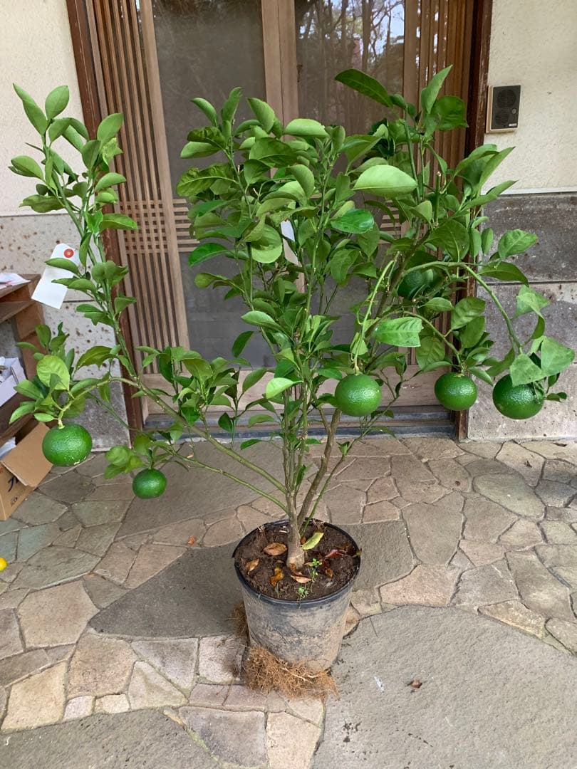 無農薬 スイートスプリングオレンジ 苗木 果樹 特大株