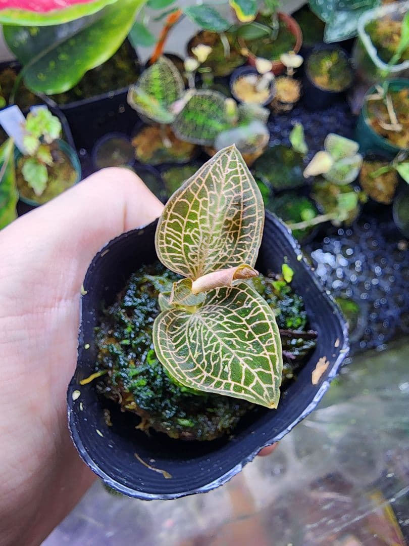 たわし様 リクエスト 4点 まとめ商品