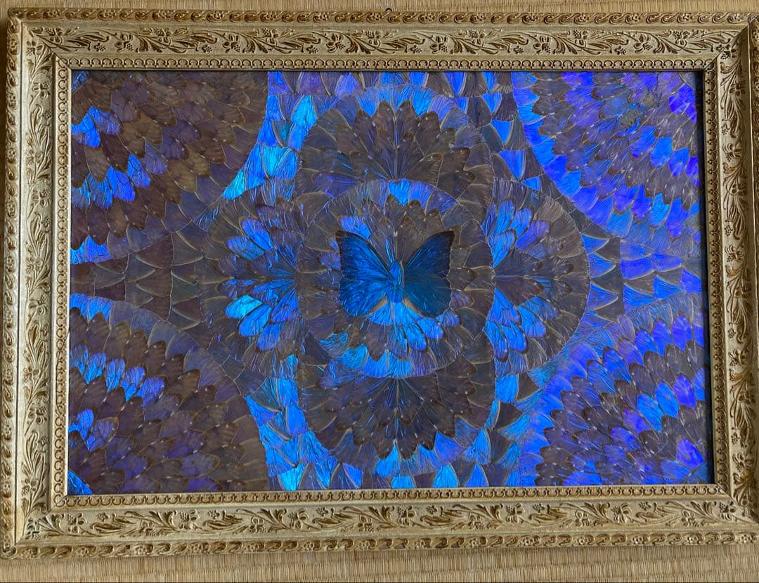 モルフォ蝶　大型額入り美術品　 約49cm✖️69cm