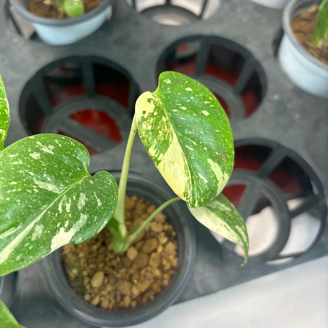 a17モンステラ・タイコンステレーション5株➕バールマルクスフレーム3株