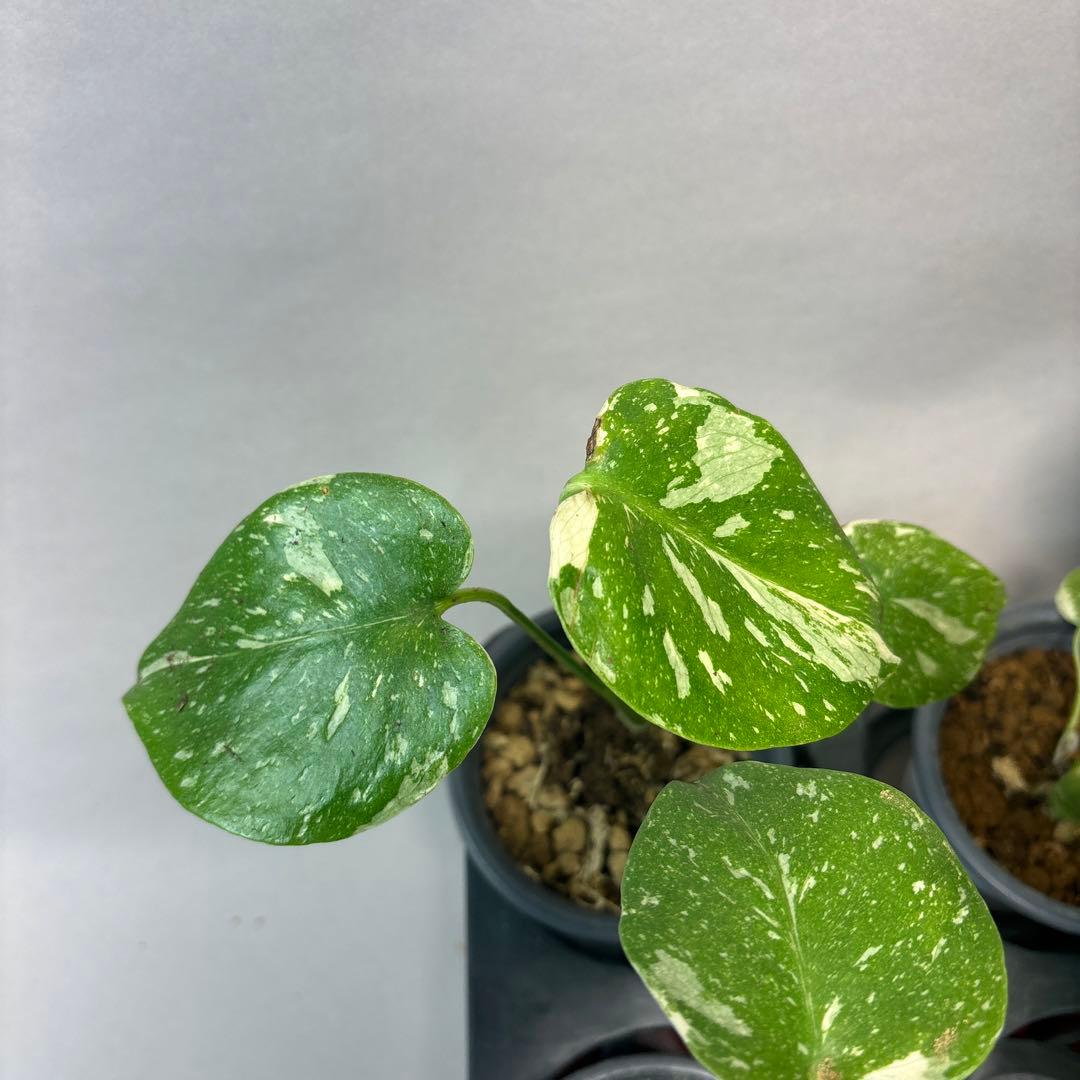 a17モンステラ・タイコンステレーション5株➕バールマルクスフレーム3株