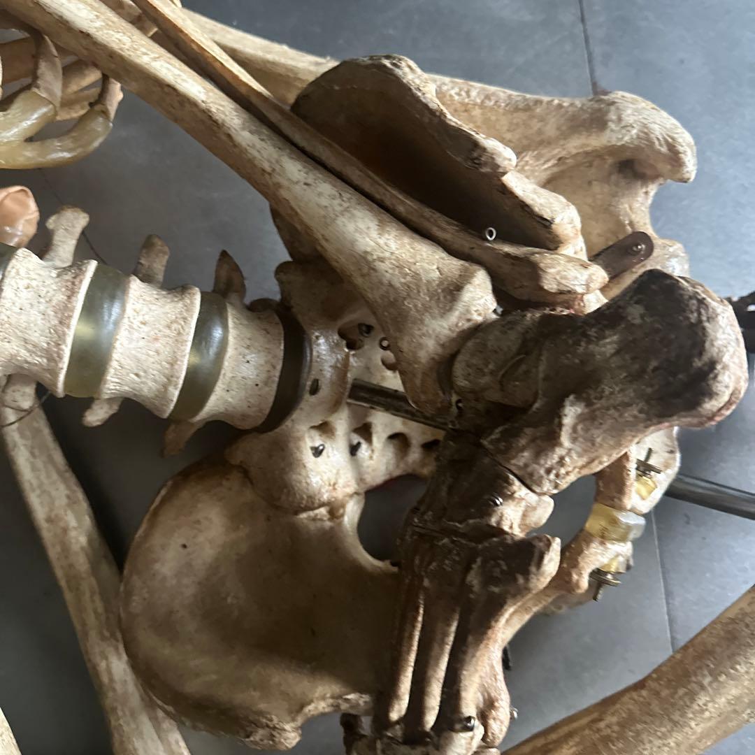 お値下げ‼️人骨模型ジャンク難ありハロウィンディスプレイハロウィン衣装に❗️