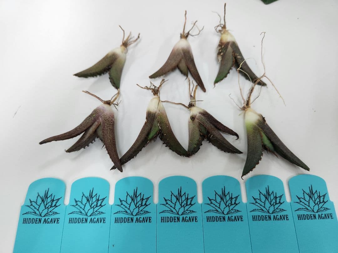 アガベ　オテロイ　コンパクト　compact ジェレミー産　子株