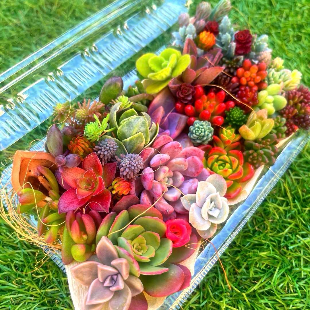 多肉寄せ植えセット