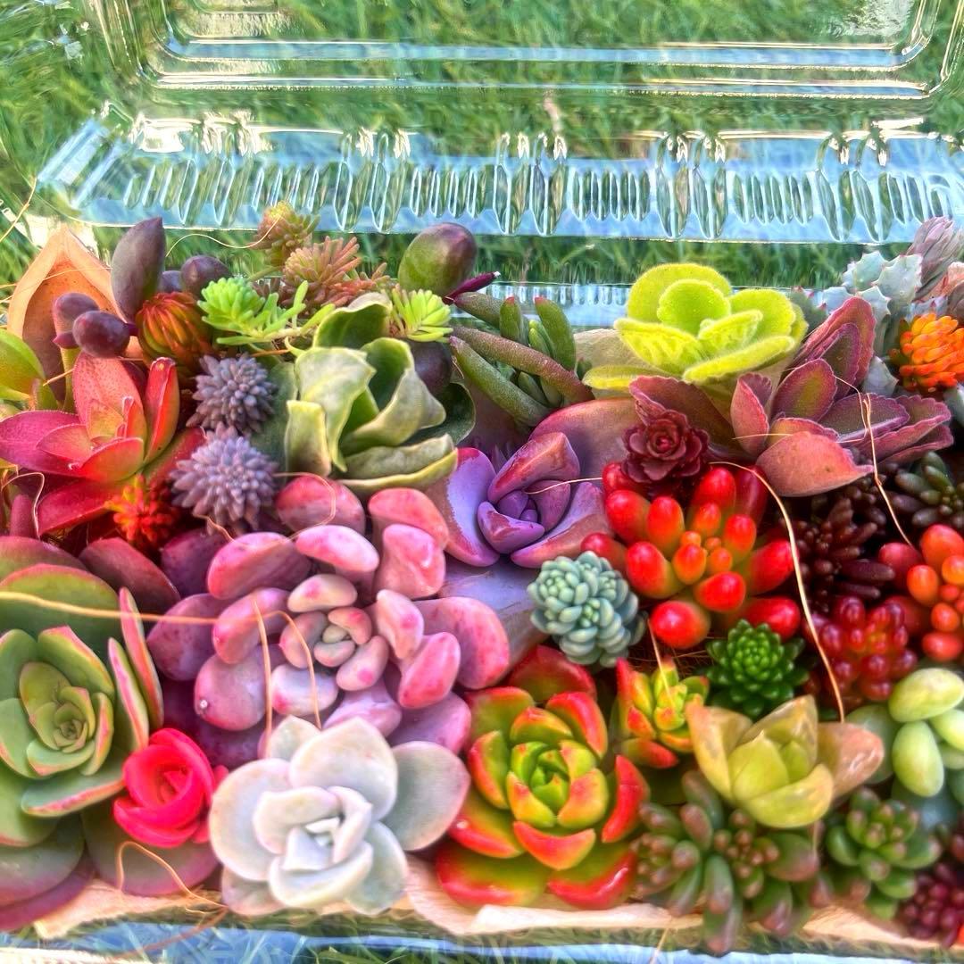 多肉寄せ植えセット