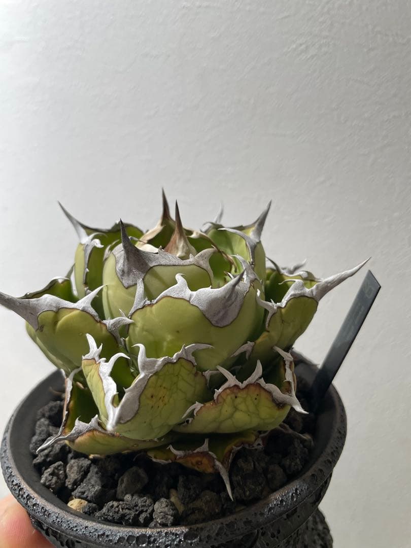 アガベ　チタノタ　マッドボール